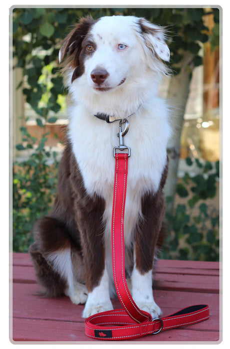 Z-CoiL® Dog Leash Z-CoiL Pain Relief Footwear